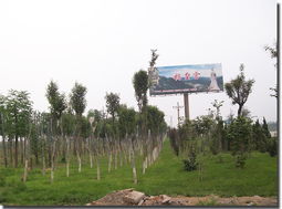 河北邯郸绿德金园林绿化工程公司 专业铸就绿色风景，匠心打造河北园林精品