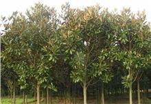 太平桥畔绿意浓 湖北枝江市绿化工程中的多树种生态景观构建