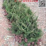 工程绿化优选 地柏/爬地柏/铺地柏直销，批发价格从优