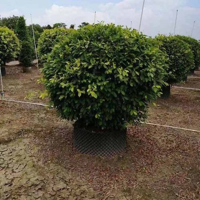 黄金榕球 园林绿化中的璀璨明珠