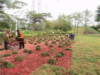 番禺大道“粉红绸带”焕新颜 城市景观提升工程进展全解析