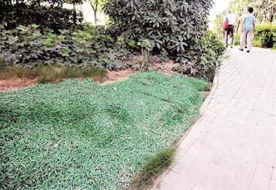 绿化带惊现塑料草皮 临时应急还是“形象工程”？