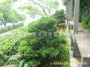 五针松盆景苗行情与销售指南 优质绿化工程苗市场走势分析|光福香雪宇林案例