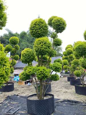 亮晶女贞在绿化工程中的应用与优势