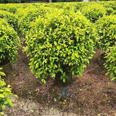 黄金榕球在景观工程中的应用与养护