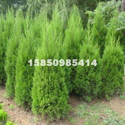 江苏梦福园林绿化工程 专业供应各类绿化苗木、花卉盆景与果树