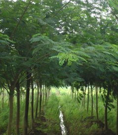 特价批发工程广场绿化用品 蓄排水板的优势与应用