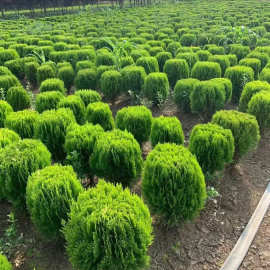 常绿植物在绿化景观工程中的重要性及苗木选择要点
