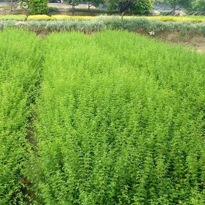 批发小叶女贞 四季常青的绿化工程优选苗木及其价格解析