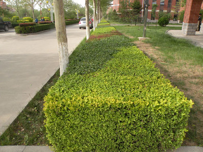 泰安环境绿化 融合设计、工程与景观的综合性解决方案